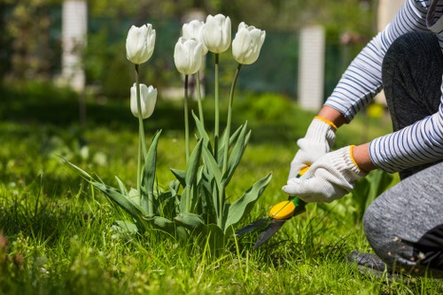 A person wearing striped long sleeves and gardening gloves is kneeling on a lush, well-maintained lawn in a garden, using a small garden trowel or hand tool to carefully tend to a cluster of white tulips with green leaves. The garden features a variety of vibrant green grass, and in the background, there are additional garden elements such as a hedge or shrubbery and a blurred view of a leafy outdoor space, possibly in Mortlake. The scene appears to be taking place on a bright day with natural sunlight illuminating the plants and outdoor environment. This setting reflects a well-kept residential garden suitable for regular gardening or lawn maintenance services offered by Lawn Mowing Mortlake, highlighting detailed plant care amidst a tidy lawn area with vibrant flora and natural textures.