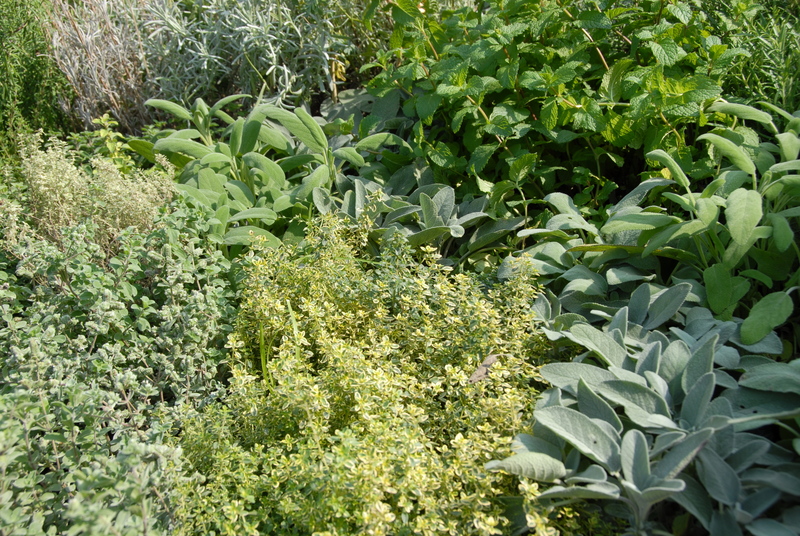 Garden yard